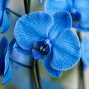 Orquídea Plantada Azul