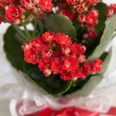 Flor da fortuna plantada vermelha