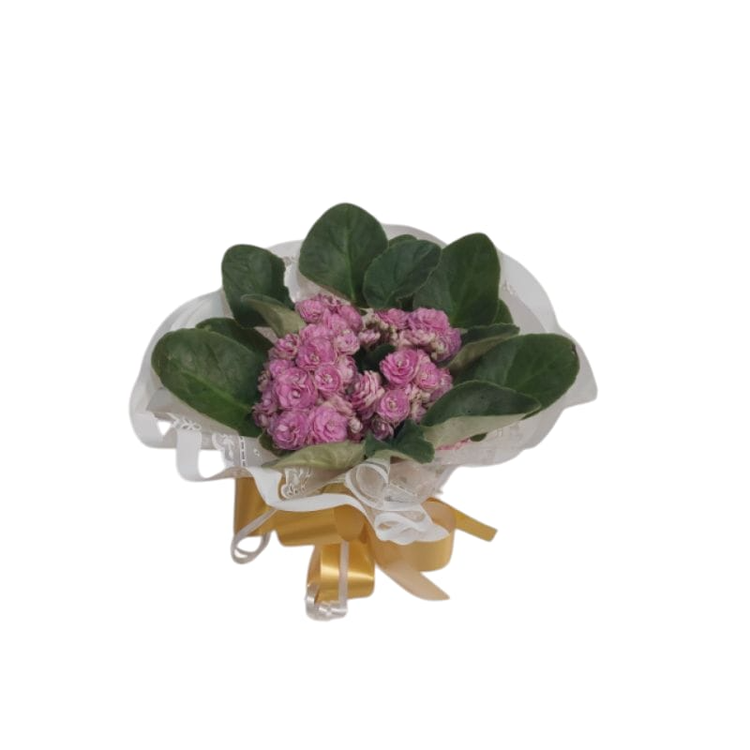 Vaso de Violetas Plantadas