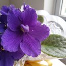 Vaso de Violeta Roxa Plantada