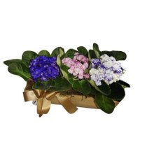 Cachepot com 3 Flores Violetas