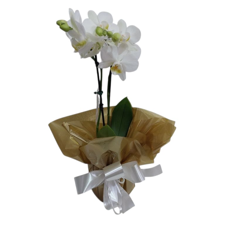 MIne Orquidea Branca