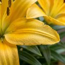 Lírio Amarelo Plantado em Vaso