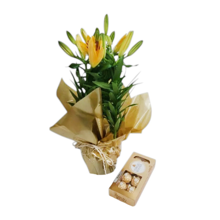 Lírio Amarelo Plantado em Vaso com Ferrero Rocher