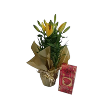 Vaso de Lírio Amarelo Plantado com Caixa de Bombons