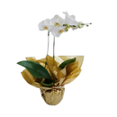 Orquídea Branca  Phalaenopsis Plantada