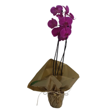 Orquidea plantada Phalaenopsis rosa