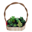 Cesta com 10 Mini Suculentas