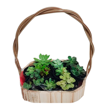 Cesta com 10 Mini Suculentas