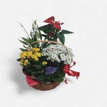 Cesta Mista de Flores