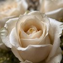 Rosas Champanhe