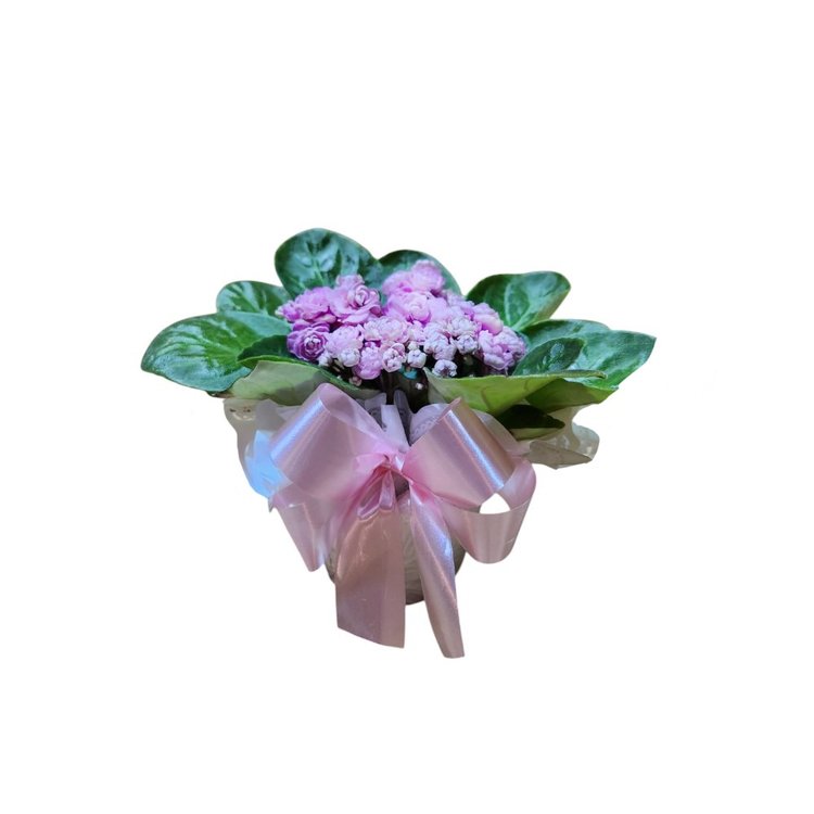 Violetas
