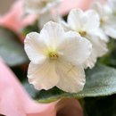 Cesta Box com Flor, Xicara e Geleia Queensberry 