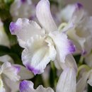 Cesta Acolhimento com Orquídea e Delícias