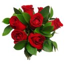 Delicado - 6 rosas vermelhas