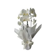 Vaso de Orquídea Phalenopsis 02 hastes