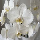Vaso de Orquídea Phalenopsis 02 hastes 