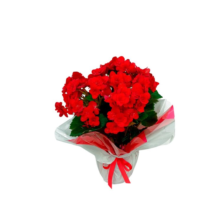 Begonia Enfeitada
