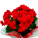 Begonia Enfeitada