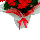 Begonia Enfeitada