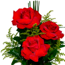 Trio de Rosas colombiana 