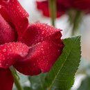 Arranjo de 3 Rosas Importada