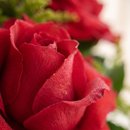 arranjo 4 Rosas Importada