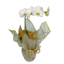 Orquídea Branca Enfeitada