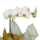 Orquídea Branca Enfeitada