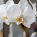Orquídea Branca Enfeitada