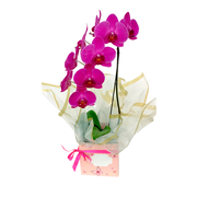 Orquídea Pink no Cachepo