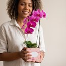 Orquídea Pink no Cachepo 