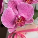 Orquídea Pink no Cachepo 