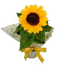 Girassol Plantado Enfeitado