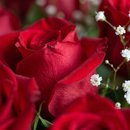 Buque 12 Rosas Vermelhas com Gipso