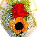 Buque Amor Dourado