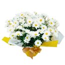 Mini Margarida Linda 