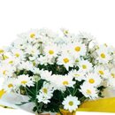 Mini Margarida Linda 