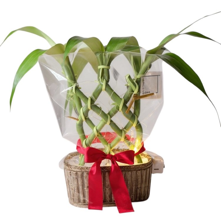 Bambu Da Sorte Com Pisca Pisca