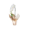 Bela Orquídea Branca