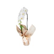 Bela Orquídea Branca