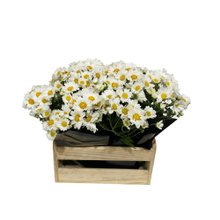 Linda Caixa de Margaridas