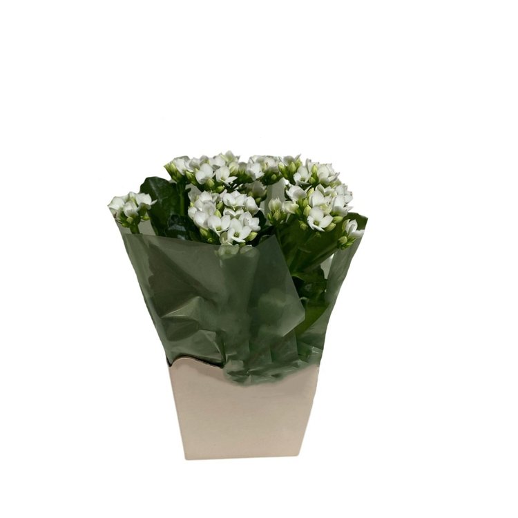 Kalanchoe Branco