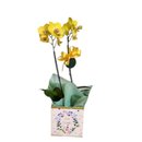 Orquídea Phalenópolis 2 Hastes 