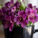 Sacola Flores Pra Você 
