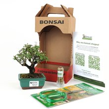 Bonsai Serissa Rosa E Kit Para Cuidados