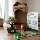 Bonsai Serissa Rosa E Kit Para Cuidados