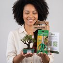 Bonsai Serissa Rosa E Kit Para Cuidados
