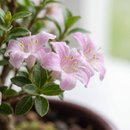 Bonsai Serissa Rosa E Kit Para Cuidados