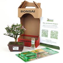Bonsai Serissa 2 Anos E Kit Para Cuidados